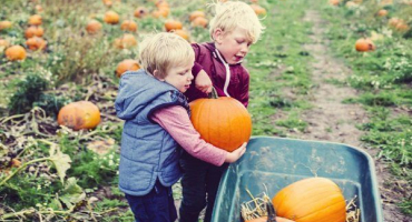 Jak poznat, kdy je dýně zralá a kdy ji sklízet?